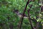 Amazonas06 - 080 * Flycatcher.